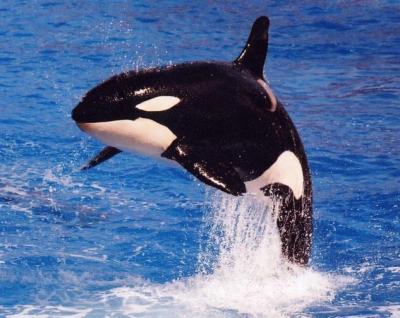ORCAS (1)